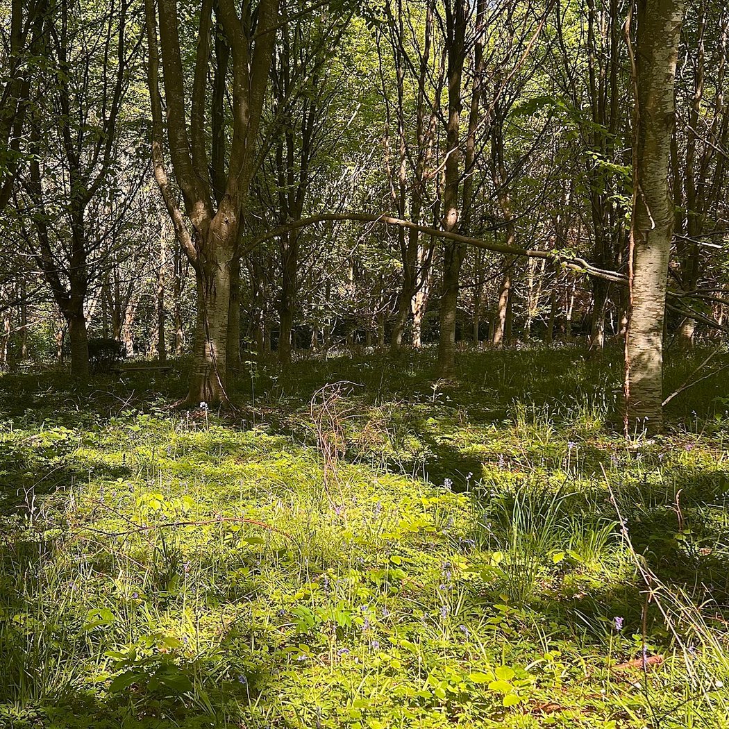 Forêt Régionale de la Roche-Guyon 3